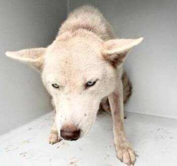 A657935 -  Siberian Husky Dog for Adoption in Houston, Texas - A657935 | PetCurious