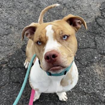 Rescue Mixed Breed Dogs for Adoption in Ballston Spa, New York - Fiona | PetCurious
