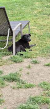 Graham -  Mixed Breed Dog for Adoption - Graham | PetCurious