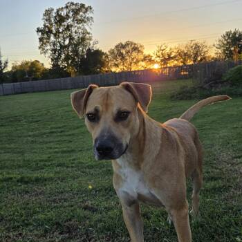 Rescue Rhodesian Ridgeback and Pit Bull Terrier Dogs for Adoption in Owasso, Oklahoma - Koda | PetCurious
