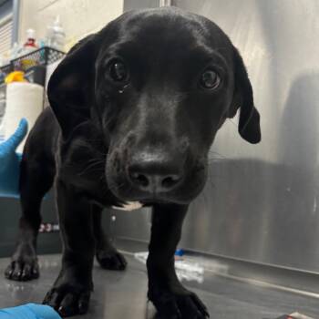 Mixed Breed and Dachshund Dogs Available for Adoption - Ski Mountaineering | PetCurious