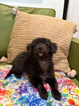 Daphne Lilac -  Chihuahua and Border Collie Dog for Adoption in Friendswood, Texas - Daphne Lilac | PetCurious