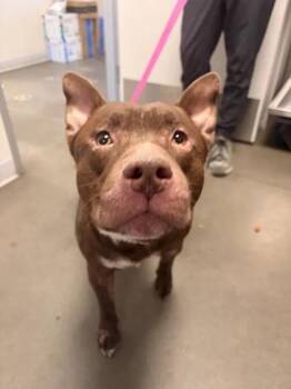 Schokolade -  Pit Bull Terrier and Mixed Breed Dog for Adoption in Fresno, California - Schokolade | PetCurious