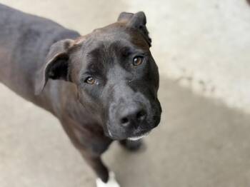 Pit Bull Terrier and Mixed Breed Dogs Available for Adoption in Tulsa, Oklahoma - WOOWOO | PetCurious