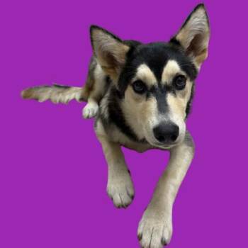 TUSC-Stray-80665 -  Husky and Mixed Breed Dog for Adoption in Tuscaloosa, Alabama - TUSC-Stray-80665 | PetCurious