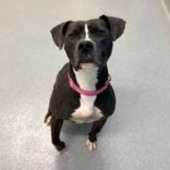 Korra -  Mixed Breed Dog for Adoption in Hilliard, Ohio - Korra | PetCurious