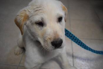 Husky and Mixed Breed Dogs Available for Adoption in Pahrump, Nevada - Siku (L573 P2) | PetCurious