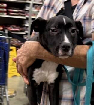 Pup Blueberry -  Labrador Retriever and Pit Bull Terrier Dog for Adoption in Washington, District Of Columbia - Pup Blueberry | PetCurious