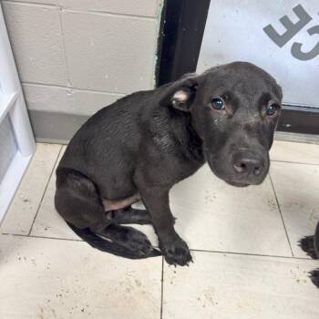 Mater -  German Shepherd Dog Dog for Adoption in Lufkin, Texas - Mater | PetCurious