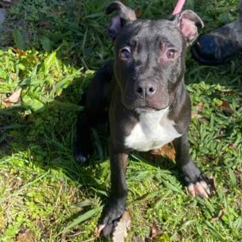 Rescue Mixed Breed Dogs for Adoption in Jacksboro, Tennessee - Hermes | PetCurious