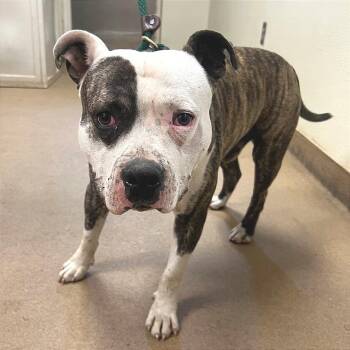 Mixed Breed Dogs Available for Adoption in Chattanooga, Tennessee - Pinto | PetCurious