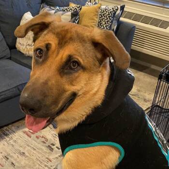 Brooklyn Boi -  German Shepherd Dog and Mixed Breed Dog for Adoption in New York, New York - Brooklyn Boi | PetCurious