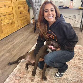 American Bully and Labrador Retriever Dogs Available for Adoption in Friendswood, Texas - Preston Bunny Certified Squish Boy | PetCurious