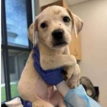 March -  Terrier Dog for Adoption in Clearwater, Florida - March | PetCurious