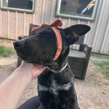 Patina -  Shepherd Dog for Adoption in Pittsburgh, Pennsylvania - Patina | PetCurious