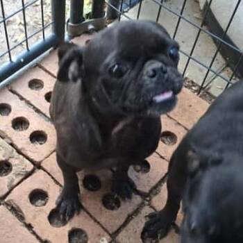 Rescue Pug Dogs for Adoption in West Islip, New York - Lance | PetCurious