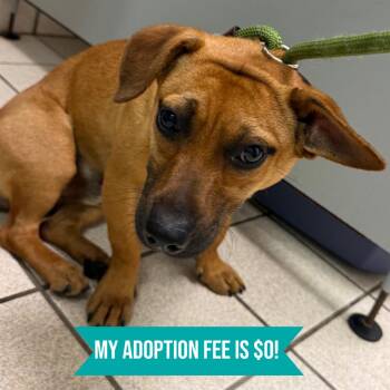 Doug -  Mixed Breed Dog for Adoption in Springboro, Ohio - Doug | PetCurious
