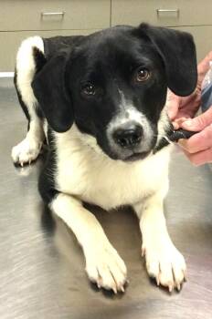 Jasper -  Beagle Dog Available for Adoption in Honeoye Falls, New York - Jasper | PetCurious