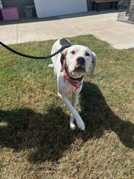 Rescue Terrier Dogs for Adoption in Evansville, Indiana - Sugar Plum | PetCurious