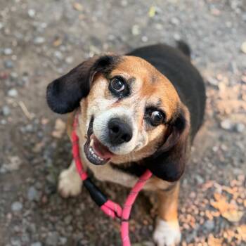 Mr. Beans -  Beagle Dog for Adoption in Watertown, New York - Mr. Beans | PetCurious