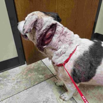 Sloane -  Black Labrador Retriever and Hound Dog for Adoption in Spring Hill, Kansas - Sloane | PetCurious