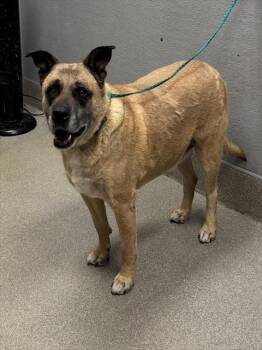 Rescue German Shepherd Dog Dogs for Adoption in Las Vegas, Nevada - TERI | PetCurious