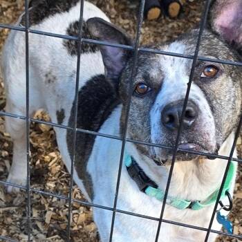 Remiel -  Cattle Dog and Mixed Breed Dog for Adoption in Rossville, Georgia - Remiel | PetCurious