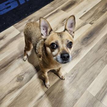 SNOOP & LEONARD 250 BONDED PAIR -  Chihuahua and Eskimo Dog Dog for Adoption in New Berlin, Wisconsin - SNOOP & LEONARD 250 BONDED PAIR | PetCurious