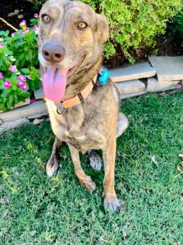 Rescue German Shepherd Dog Dogs for Adoption in Humble, Texas - Dutch | PetCurious