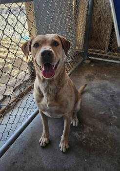 Rescue Labrador Retriever Dogs for Adoption in El Centro, California - Donnie | PetCurious