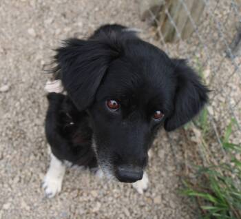 Border Collie and Retriever Dogs Available for Adoption in Plain City, Ohio - Nova Mae | PetCurious