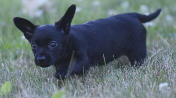 Teagan -  Chihuahua Dog for Adoption in Mechanicsburg, Pennsylvania - Teagan | PetCurious