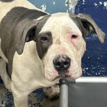 Pit Bull Terrier Dogs Available for Adoption - Stella | PetCurious