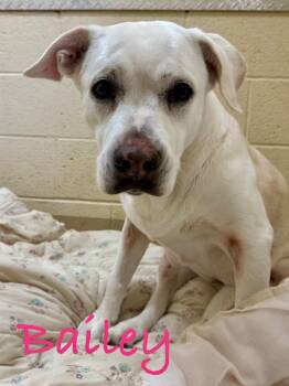 Bailey -  Labrador Retriever Dog for Adoption in Fort Pierce, Florida - Bailey | PetCurious