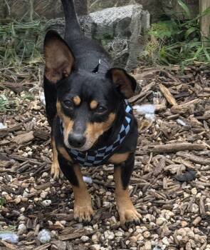 Max -  Dachshund Dog for Adoption in Ellicott City, Maryland - Max | PetCurious