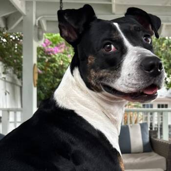 Rescue Pit Bull Terrier Dogs for Adoption in West Palm Beach, Florida - Ivy | PetCurious