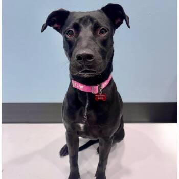 Kona -  Mixed Breed Dog for Adoption in Portland, Oregon - Kona | PetCurious