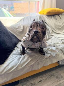 Tinsley -  American Bulldog and Pug Dog for Adoption in Toronto, Ontario - Tinsley | PetCurious