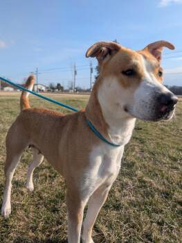 Buttercup -  Shepherd Dog for Adoption in Defiance, Ohio - Buttercup | PetCurious