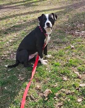 Labrador Retriever and American Staffordshire Terrier Dogs Available for Adoption - Terra | PetCurious