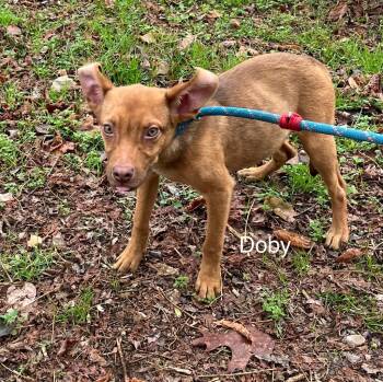 Rescue Terrier and Mixed Breed Dogs for Adoption in Lawrenceburg, Tennessee - Doby | PetCurious