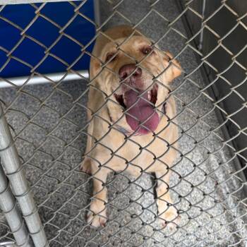 Stray-Victor Chandler Rd -  Yellow Labrador Retriever Dog for Adoption in Roxboro, North Carolina - Stray-Victor Chandler Rd | PetCurious
