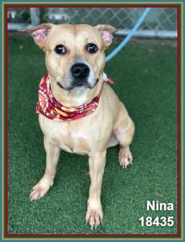 NINA -  Pit Bull Terrier and Boxer Dog for Adoption in Marietta, Georgia - NINA | PetCurious