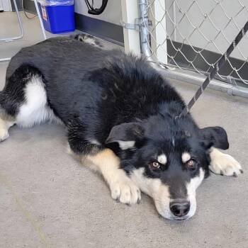 Mixed Breed Dogs Available for Adoption - 104537 | PetCurious