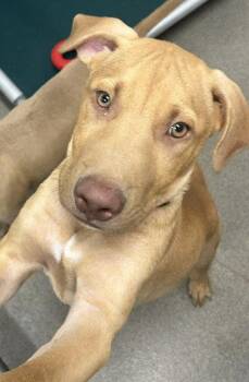 Sage 3 months male AVAILABLE 7/1 -  Black Mouth Cur Dog for Adoption in Sterling, Massachusetts - Sage 3 Months Male AVAILABLE 7/1 | PetCurious