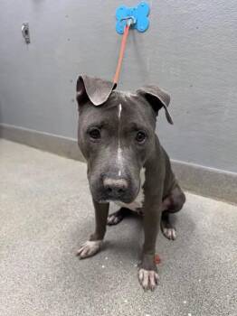 SAMSON -  Pit Bull Terrier Dog for Adoption in Las Vegas, Nevada - SAMSON | PetCurious