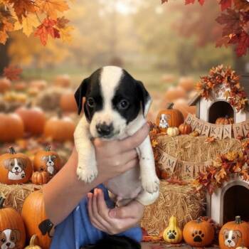 Creed -  Dachshund and Mixed Breed Dog for Adoption in Baton Rouge, Louisiana - Creed | PetCurious