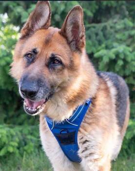 Kyrie -  German Shepherd Dog Dog for Adoption in Chicago, Illinois - Kyrie | PetCurious
