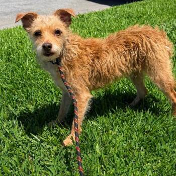 Fritz -  Cairn Terrier Dog for Adoption in Newport Beach, California - Fritz | PetCurious