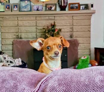Rescue Chihuahua Dogs for Adoption in Clovis, California - Zendaya | PetCurious